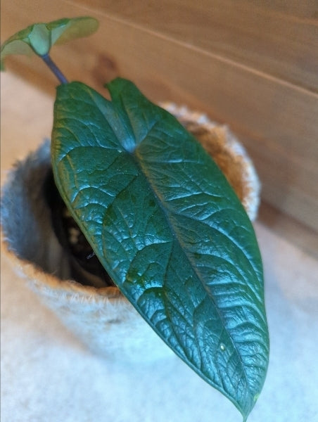 アロカシア・スカルプラム 3号【店頭受取】