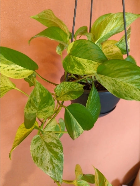 ポトスマーブルクイン 5号【店頭受取】