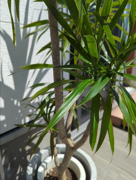 ドラセナ・ナビー 7号【店頭受取】