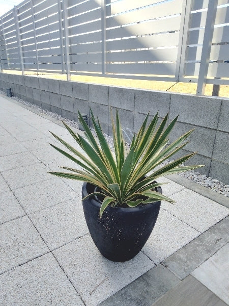 ユッカ・グロリオーサ 7号