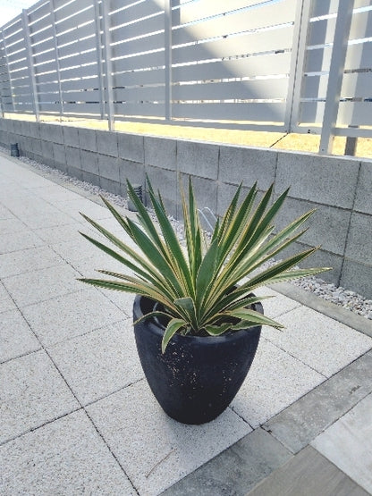 ユッカ・グロリオーサ 7号