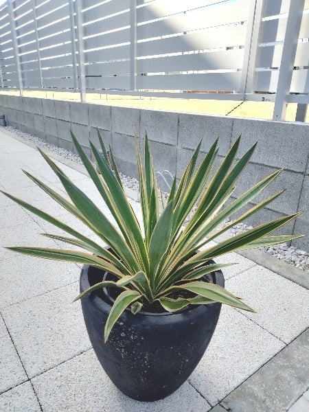 ユッカ・グロリオーサ 7号