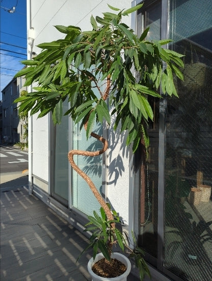 アムステルダムキング 10号【店頭受取】