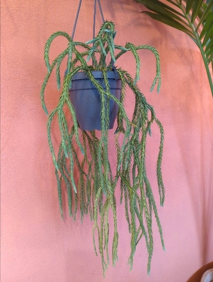 フペルジア・カリナータ 5号【店頭受取】