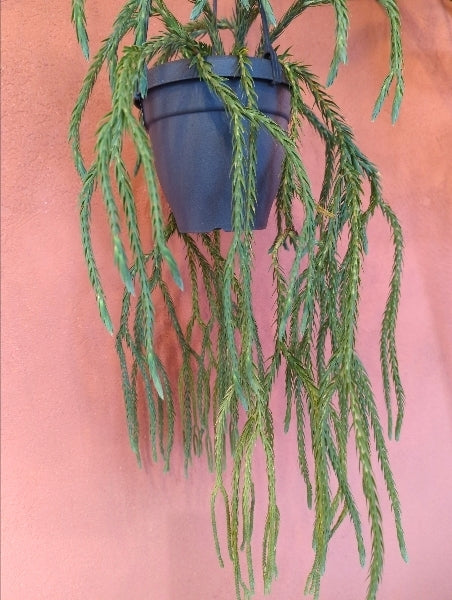 フペルジア・カリナータ 5号【店頭受取】