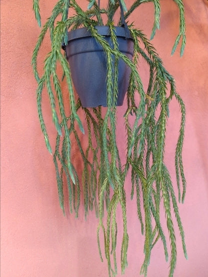 フペルジア・カリナータ 5号【店頭受取】