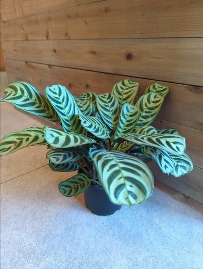 カラテア 5号【店頭受取】