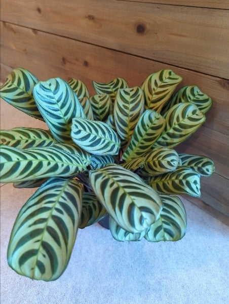 カラテア 5号【店頭受取】