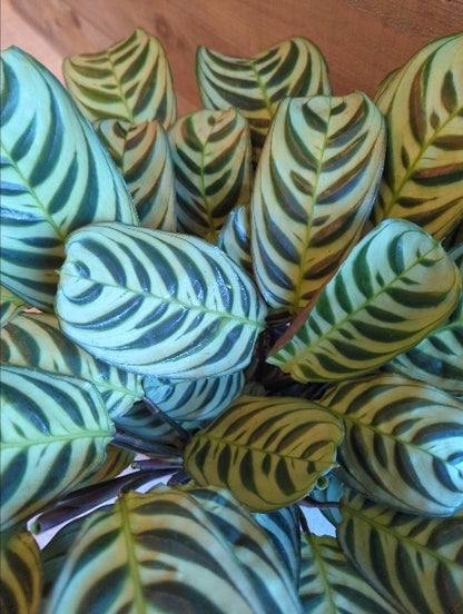 カラテア 5号【店頭受取】