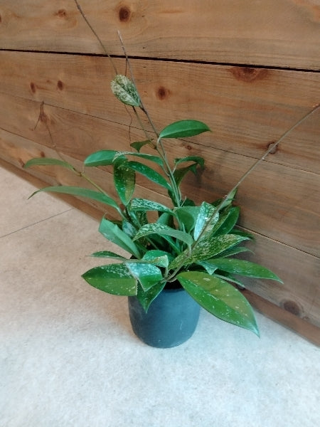 ホヤ・シルバーピンク3号【店頭受取】