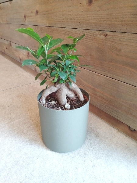 ガジュマル 4号【店頭受取】