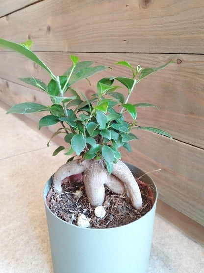 ガジュマル 4号【店頭受取】