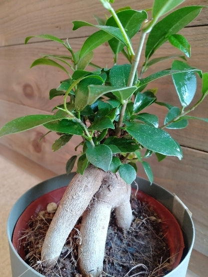 ガジュマル 4号【店頭受取】