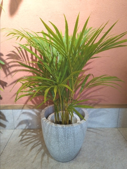 アレカヤシ 7号