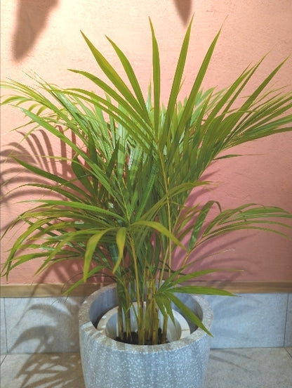 アレカヤシ 7号