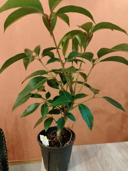 ツピダンサス 5号【店頭受取】