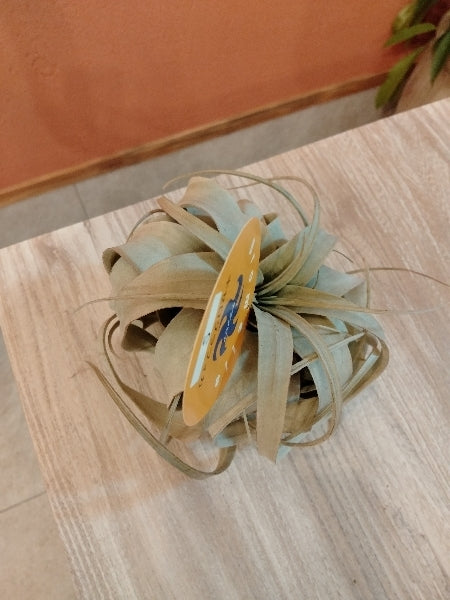 キセログラフィカ S【店頭受取】