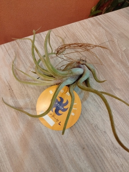 チランジア L【店頭受取】