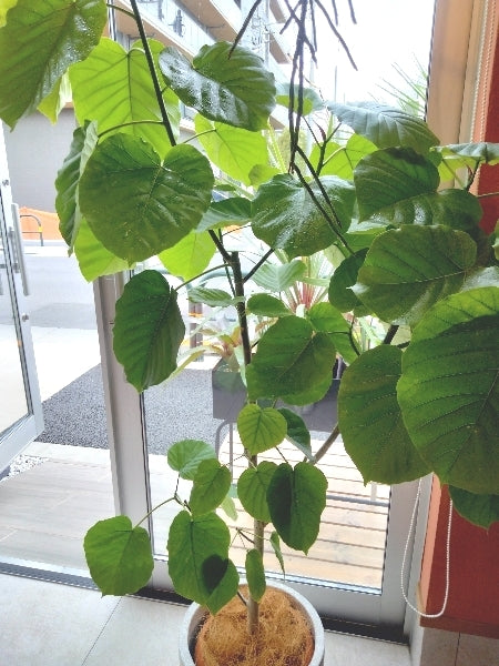 ウンベラータ 8号【店頭受取】