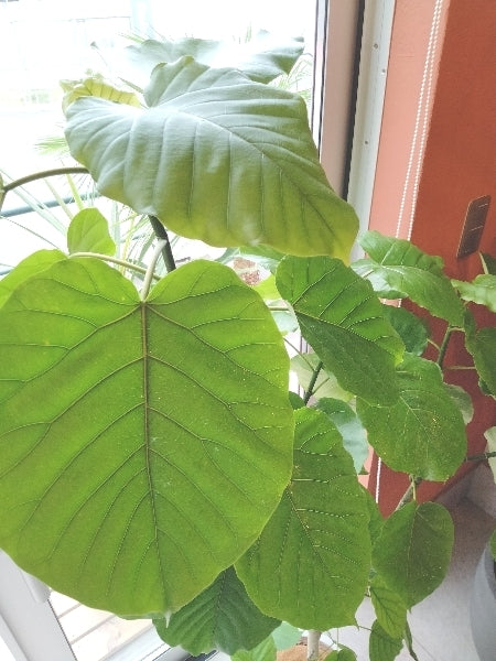 ウンベラータ 8号【店頭受取】