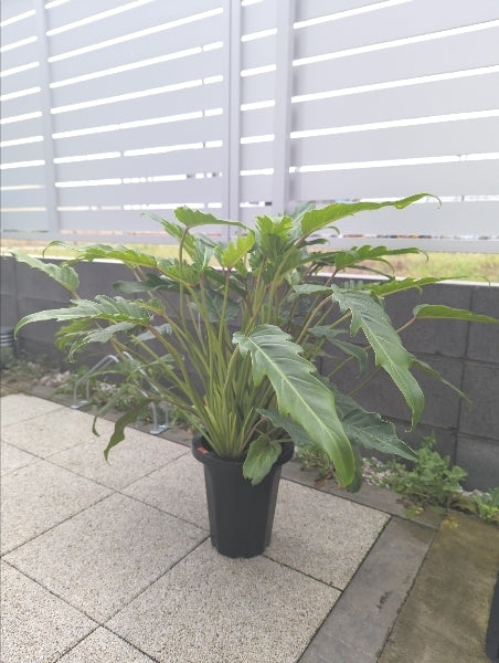 クッカバラ　7号【店頭受取】
