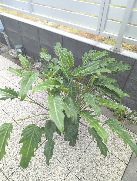 クッカバラ　7号【店頭受取】