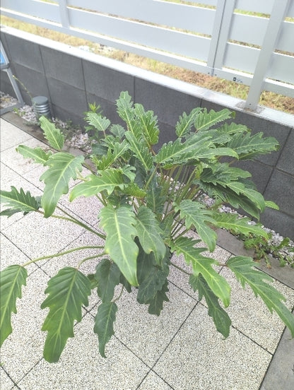 クッカバラ　7号【店頭受取】