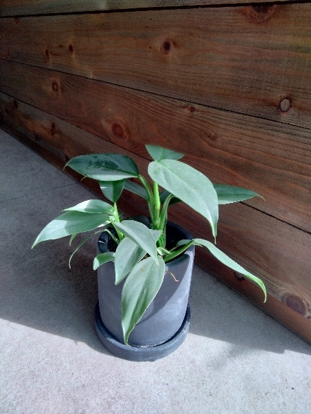 フィロデンドロン・シルバーメタル 3号