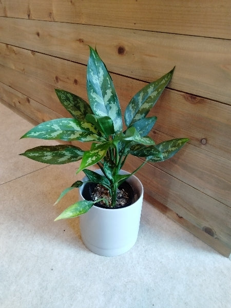 アグラオネマ・マリア 3.5号【店頭受取】