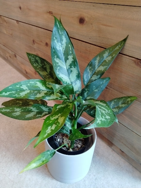 アグラオネマ・マリア 3.5号【店頭受取】