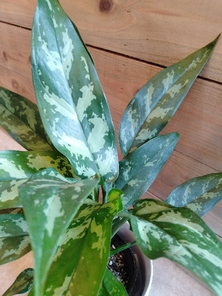 アグラオネマ・マリア 3.5号【店頭受取】