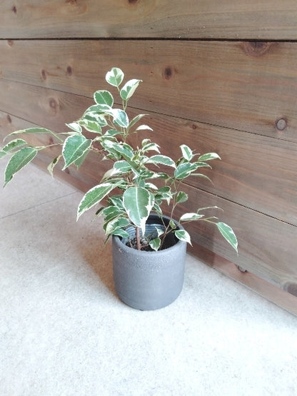 ベンジャミン 3号【店頭受取】