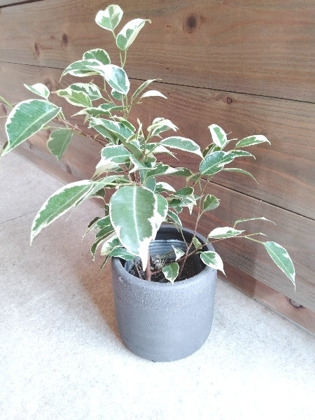 ベンジャミン 3号【店頭受取】