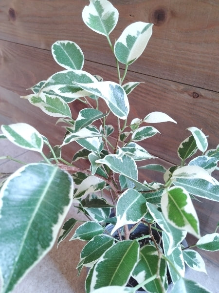 ベンジャミン 3号【店頭受取】