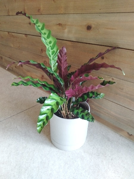 カラテア・ランキフォリア 4号【店頭受取】