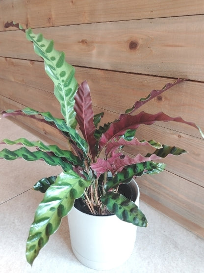 カラテア・ランキフォリア 4号【店頭受取】