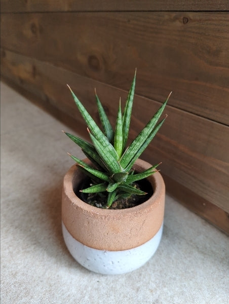 サンスベリア・フランシシー　2.5号【店頭受取】