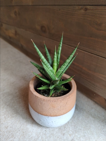 サンスベリア・フランシシー　2.5号【店頭受取】