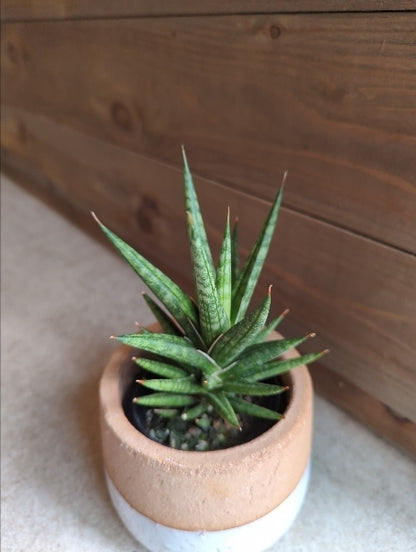 サンスベリア・フランシシー　2.5号【店頭受取】