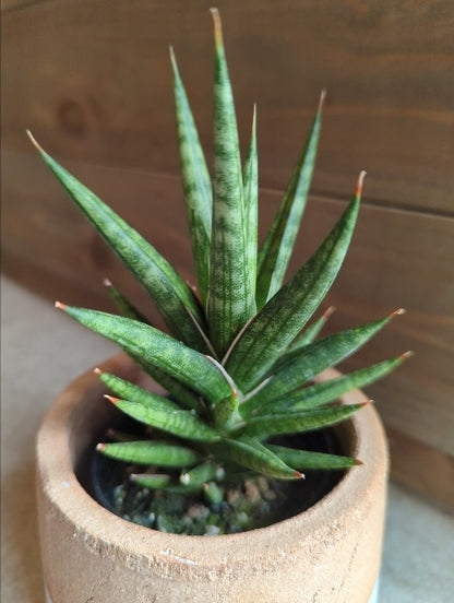 サンスベリア・フランシシー　2.5号【店頭受取】