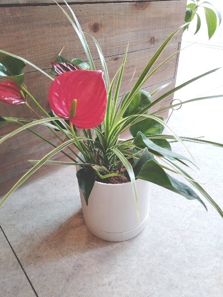 寄せ植え ３種【店頭受取】