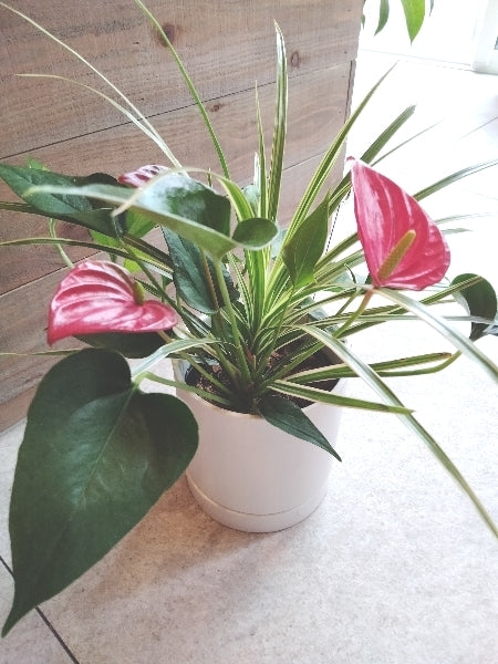 寄せ植え ３種【店頭受取】