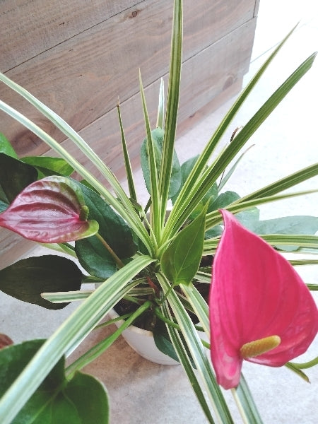 寄せ植え ３種【店頭受取】