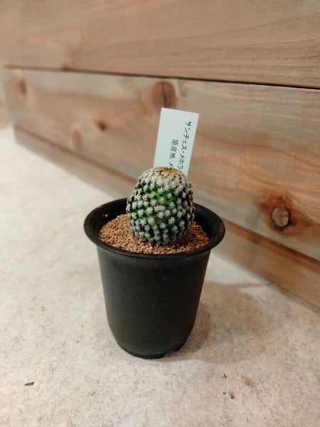 サンチェス・メホラダエ 2.5号【店頭受取】