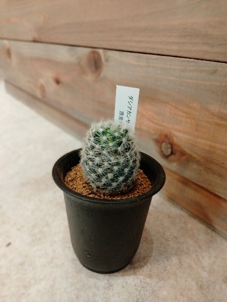 ダシアカンサ 2.5号【店頭受取】