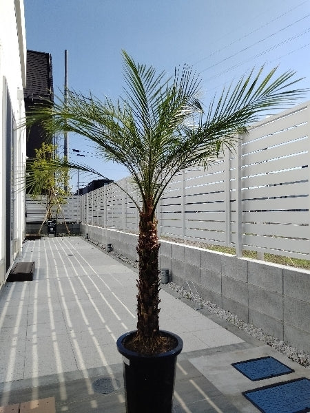 フェニックス・ロベレニー 10号【店頭受取】