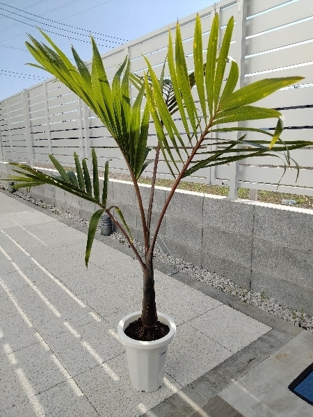 トックリヤシ 7号【店頭受取】