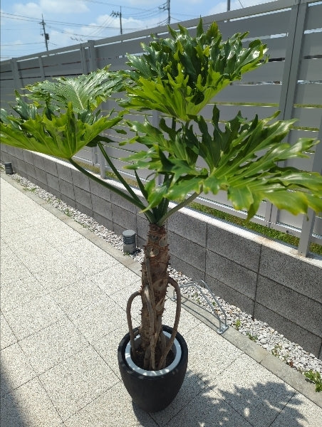 フィロデンドロン・セローム 根上 8号【店頭受取】