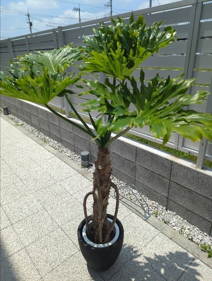 フィロデンドロン・セローム 根上 8号【店頭受取】