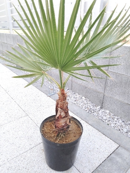 ワシントンヤシ　7号【店頭受取】